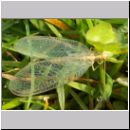 Chrysoperla carnea - Florfliege 03.jpg